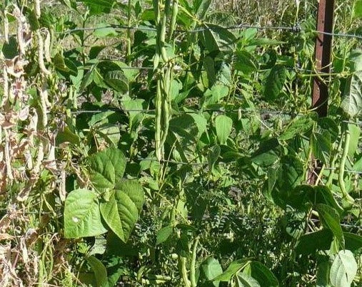 Pole Bean (Green) - Fetterly