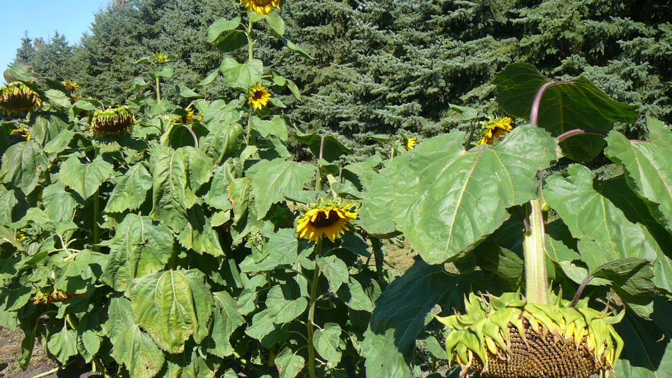 Sunflower - Russian