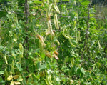 Load image into Gallery viewer, Snow Pea (Tall) - Carouby de Maussane
