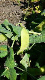 Load image into Gallery viewer, Snow Pea (Tall) - Carouby de Maussane
