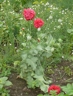 Load image into Gallery viewer, Papaver (Poppy) - Red Peony
