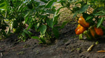 Load image into Gallery viewer, Pepper (Sweet) - Sunrise Orange
