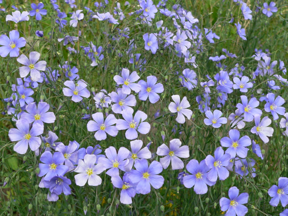 Linum - Perennial Blue Flax