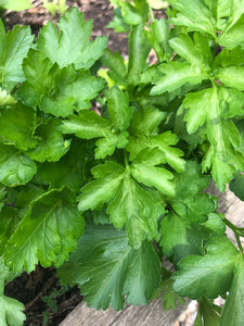 Herb - Parsley Splendid Flat Leaf