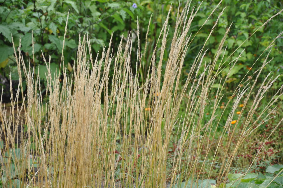 Stipa - Porcupine Grass