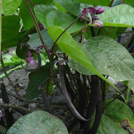 Green Bean (Bush) - Royalty