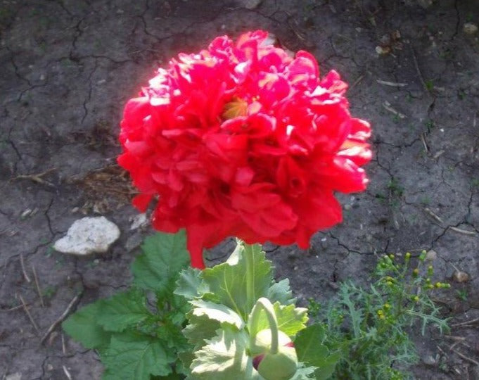 Papaver (Poppy) - Red Peony