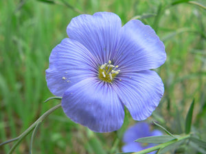 Linum - Perennial Blue Flax