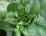 Load image into Gallery viewer, Spinach - Lorelei

