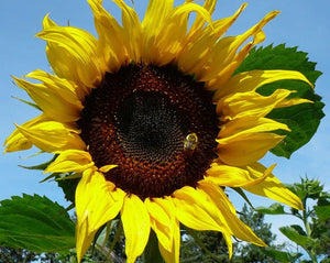 Sunflower - Russian