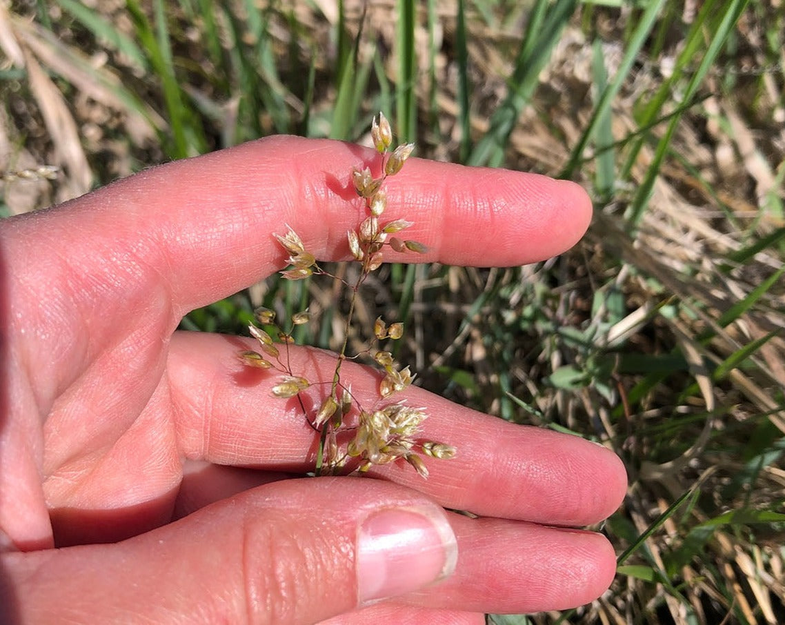 planting sweetgrass seeds Hierachloe