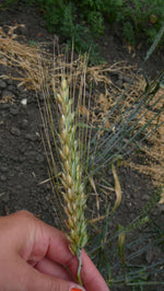 Load image into Gallery viewer, Wheat Cross (Triticale) - Braveheart
