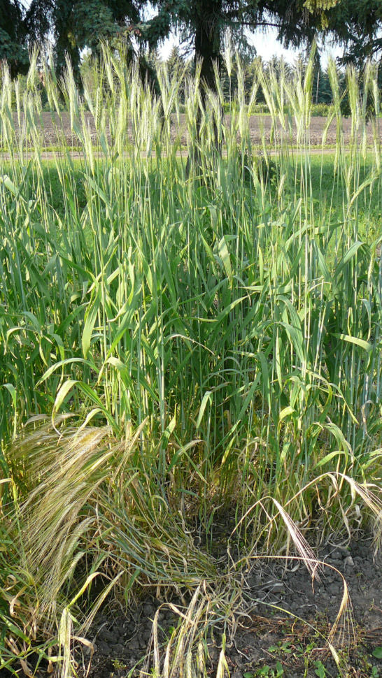 Wheat (Species) - T. Ovatum