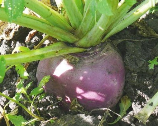 Turnip (Summer) - Purple Top White Globe