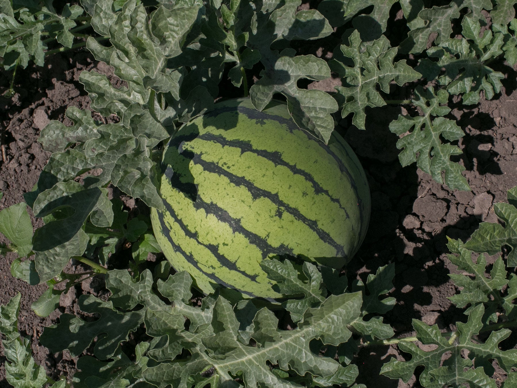 Watermelon - Cream of Saskatchewan