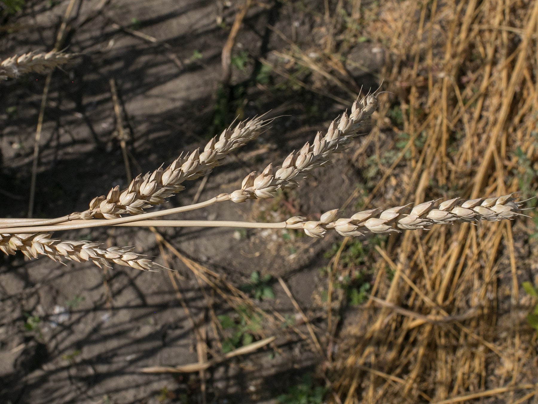 Wheat (Bread) - Bishop