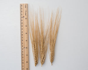 Wheat Cross - Tritordeum