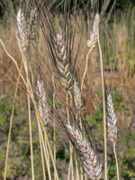 Load image into Gallery viewer, Wheat (Durum) - Pelissier
