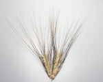 Load image into Gallery viewer, Wheat (Durum) - Senatore Cappelli
