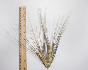 Wheat (Durum) - Senatore Cappelli