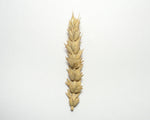 Load image into Gallery viewer, Wheat (Bread) - Early Red Fife
