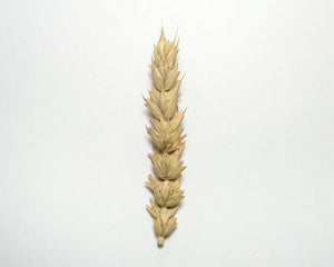 Wheat (Bread) - Early Red Fife