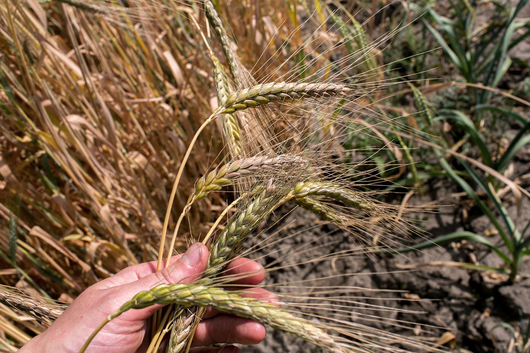 Wheat (Emmer) - Abyssinian