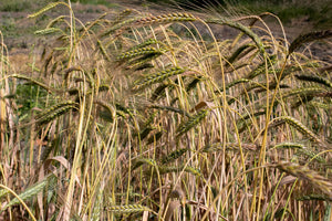 Wheat (Emmer) - Abyssinian