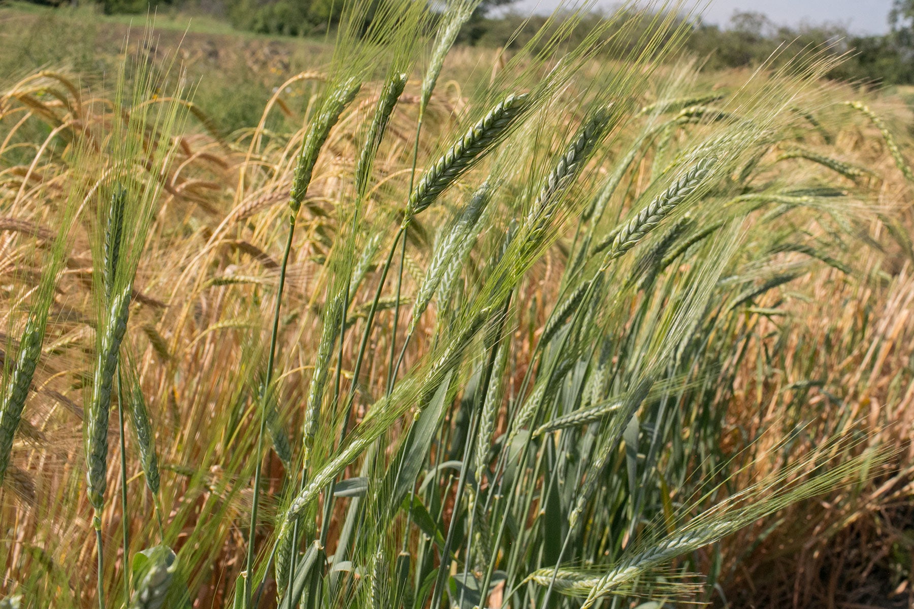 Wheat (Emmer) - Abyssinian