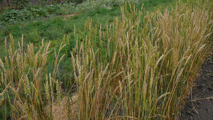 Wheat (Bread) - Garnet