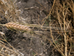 Load image into Gallery viewer, Wheat (Durum) - Kubanka
