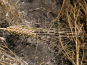 Wheat (Durum) - Kubanka