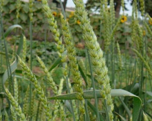 Wheat (Bread) - Rouge de Bordeaux