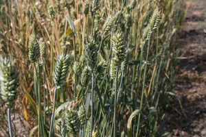 Wheat (Species) - Barrel