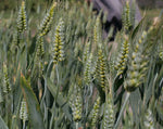 Load image into Gallery viewer, Wheat (Species) - Dwarf Indian
