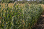 Load image into Gallery viewer, Wheat (Species) - Dwarf Indian
