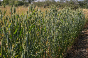 Wheat (Species) - Dwarf Indian