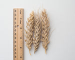 Load image into Gallery viewer, Wheat (Species) - T. Jacubzineri
