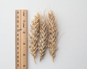 Wheat (Species) - T. Jacubzineri