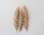 Load image into Gallery viewer, Wheat (Species) - T. Jacubzineri
