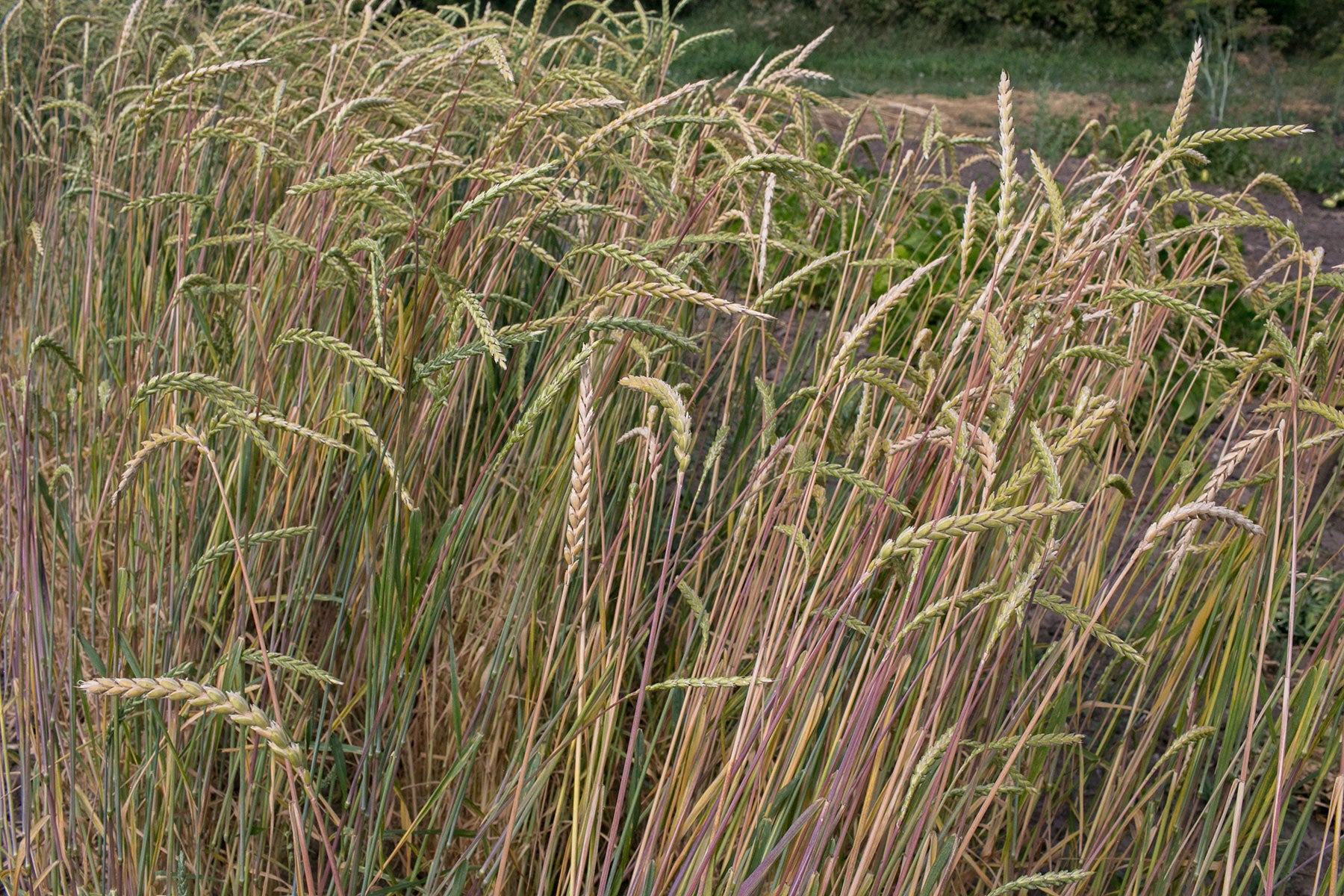 spelt seed for planting Wheat (Spelt)