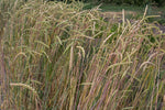Load image into Gallery viewer, Wheat (Spelt) - Spring

