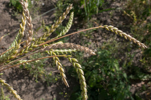 Wheat (Spelt) - Spring
