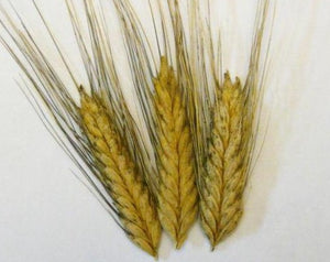 Wheat (Species) - Zhukovsky