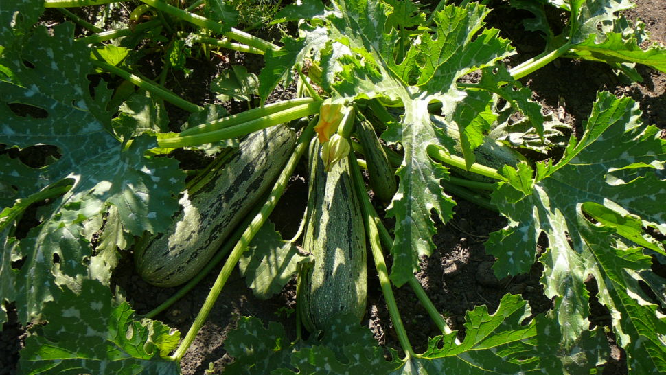 Squash (Zucchini) - Caserta