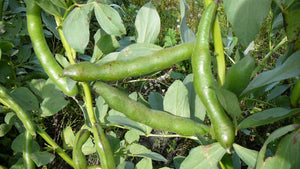 Broad Bean/Fava - Green Windsor