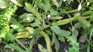 Broad Bean/Fava - Green Windsor