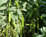 Load image into Gallery viewer, Broad Bean/Fava - Green Windsor
