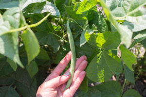 Green Bean (Bush) - Greencrop