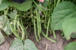 Load image into Gallery viewer, Green Bean (Bush) - Greencrop
